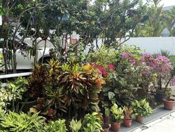 Lorong K Telok Kurau (D15), Terrace #496173221
